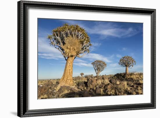 Africa, Namibia. Quiver Trees and Boulders-Jaynes Gallery-Framed Photographic Print