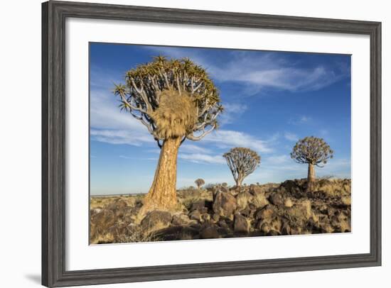 Africa, Namibia. Quiver Trees and Boulders-Jaynes Gallery-Framed Photographic Print