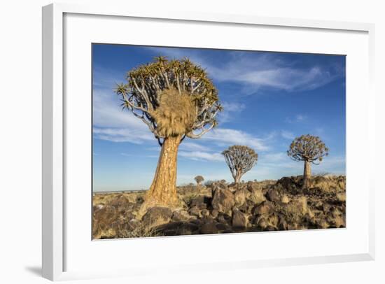 Africa, Namibia. Quiver Trees and Boulders-Jaynes Gallery-Framed Photographic Print