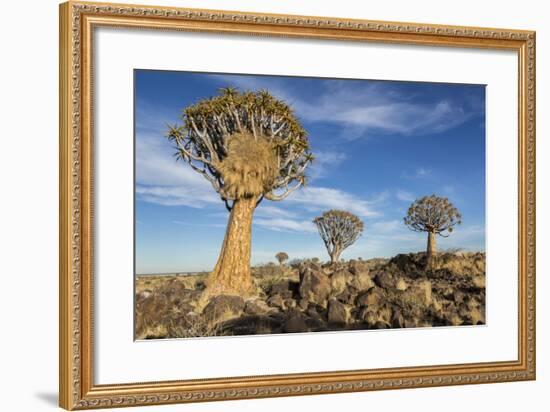 Africa, Namibia. Quiver Trees and Boulders-Jaynes Gallery-Framed Photographic Print