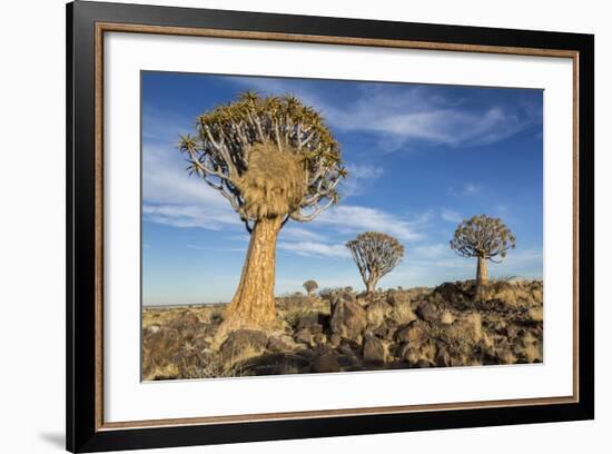 Africa, Namibia. Quiver Trees and Boulders-Jaynes Gallery-Framed Photographic Print