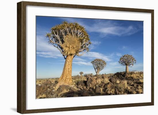 Africa, Namibia. Quiver Trees and Boulders-Jaynes Gallery-Framed Photographic Print