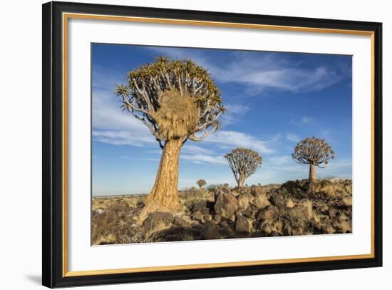 Africa, Namibia. Quiver Trees and Boulders-Jaynes Gallery-Framed Photographic Print