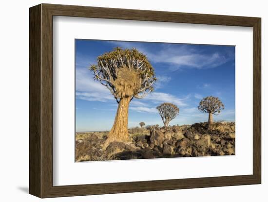 Africa, Namibia. Quiver Trees and Boulders-Jaynes Gallery-Framed Photographic Print