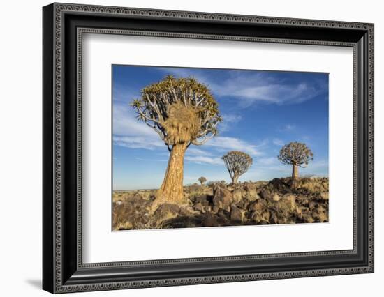 Africa, Namibia. Quiver Trees and Boulders-Jaynes Gallery-Framed Photographic Print