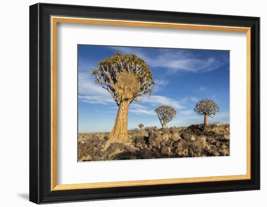 Africa, Namibia. Quiver Trees and Boulders-Jaynes Gallery-Framed Photographic Print