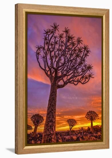 Africa, Namibia. Quiver trees at sunset.-Jaynes Gallery-Framed Premier Image Canvas