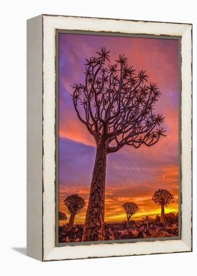 Africa, Namibia. Quiver trees at sunset.-Jaynes Gallery-Framed Premier Image Canvas