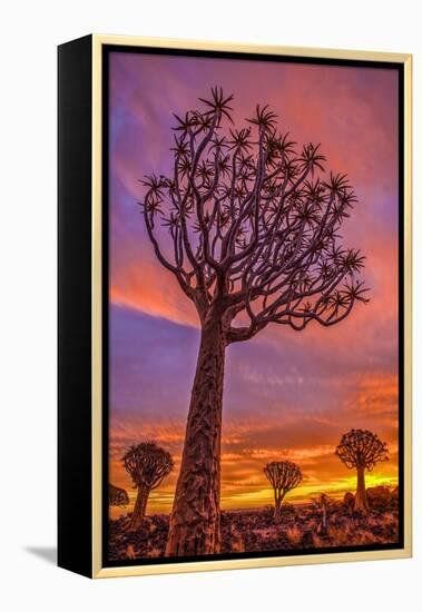 Africa, Namibia. Quiver trees at sunset.-Jaynes Gallery-Framed Premier Image Canvas