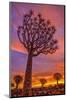 Africa, Namibia. Quiver trees at sunset.-Jaynes Gallery-Mounted Photographic Print