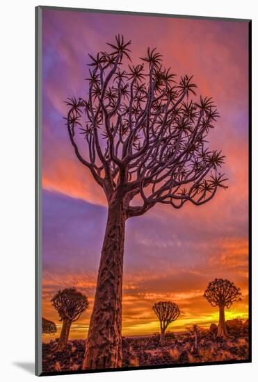 Africa, Namibia. Quiver trees at sunset.-Jaynes Gallery-Mounted Photographic Print