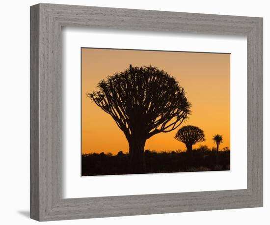 Africa, Namibia. Quiver Trees at Twilight-Jaynes Gallery-Framed Photographic Print