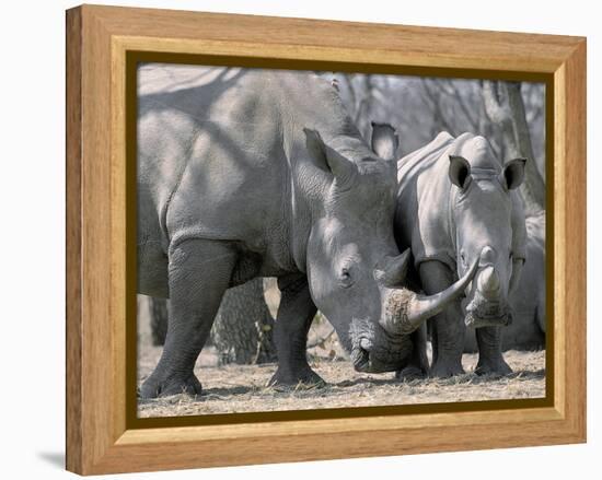 Africa, Namibia. White Rhino Mother and Calf-Jaynes Gallery-Framed Premier Image Canvas