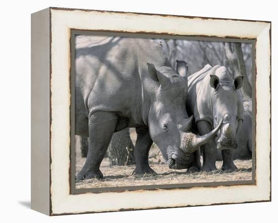 Africa, Namibia. White Rhino Mother and Calf-Jaynes Gallery-Framed Premier Image Canvas