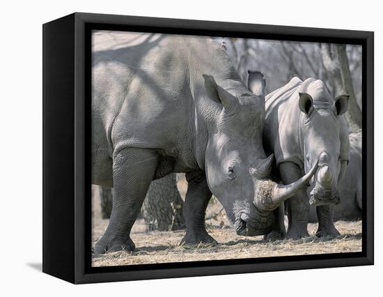 Africa, Namibia. White Rhino Mother and Calf-Jaynes Gallery-Framed Premier Image Canvas