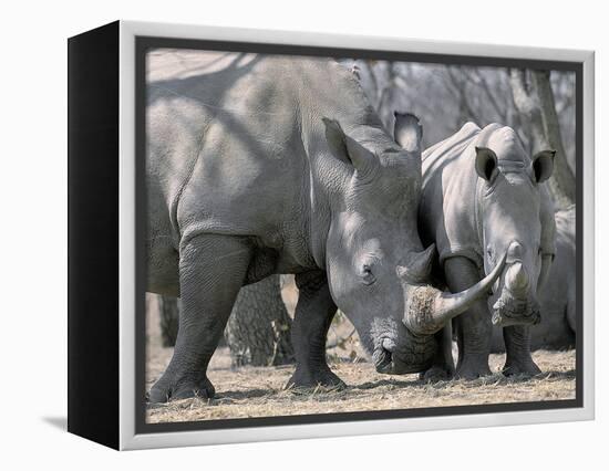 Africa, Namibia. White Rhino Mother and Calf-Jaynes Gallery-Framed Premier Image Canvas