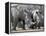 Africa, Namibia. White Rhino Mother and Calf-Jaynes Gallery-Framed Premier Image Canvas