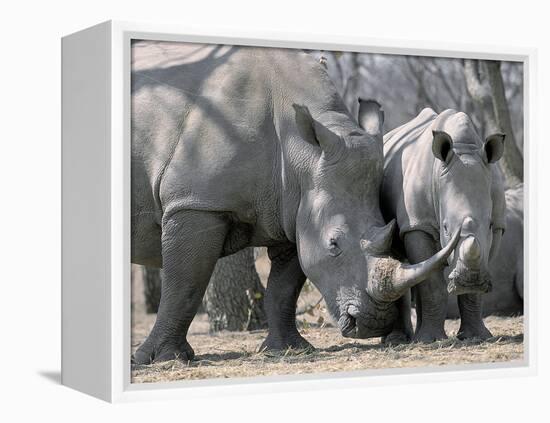 Africa, Namibia. White Rhino Mother and Calf-Jaynes Gallery-Framed Premier Image Canvas