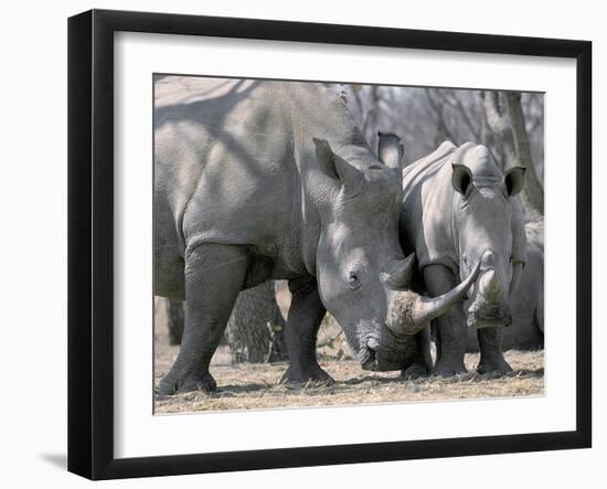 Africa, Namibia. White Rhino Mother and Calf-Jaynes Gallery-Framed Photographic Print