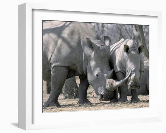 Africa, Namibia. White Rhino Mother and Calf-Jaynes Gallery-Framed Photographic Print