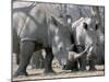 Africa, Namibia. White Rhino Mother and Calf-Jaynes Gallery-Mounted Photographic Print