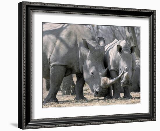 Africa, Namibia. White Rhino Mother and Calf-Jaynes Gallery-Framed Photographic Print