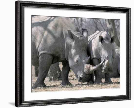 Africa, Namibia. White Rhino Mother and Calf-Jaynes Gallery-Framed Photographic Print