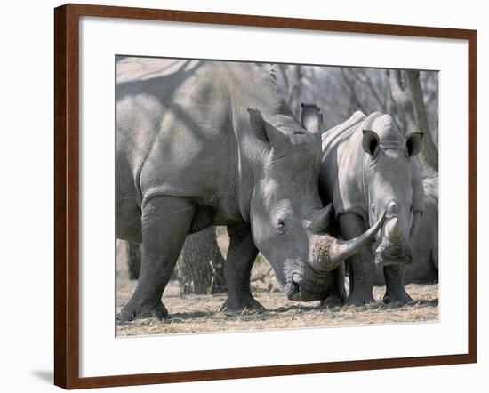 Africa, Namibia. White Rhino Mother and Calf-Jaynes Gallery-Framed Photographic Print