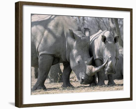 Africa, Namibia. White Rhino Mother and Calf-Jaynes Gallery-Framed Photographic Print