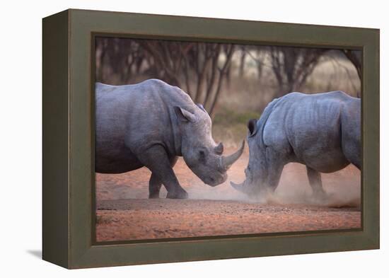 Africa, Namibia. White Rhinos Fighting-Jaynes Gallery-Framed Premier Image Canvas