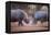 Africa, Namibia. White Rhinos Fighting-Jaynes Gallery-Framed Premier Image Canvas