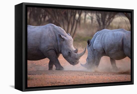 Africa, Namibia. White Rhinos Fighting-Jaynes Gallery-Framed Premier Image Canvas