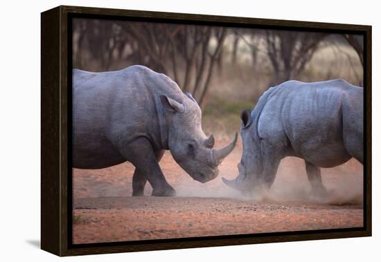 Africa, Namibia. White Rhinos Fighting-Jaynes Gallery-Framed Premier Image Canvas