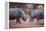 Africa, Namibia. White Rhinos Fighting-Jaynes Gallery-Framed Premier Image Canvas