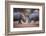 Africa, Namibia. White Rhinos Fighting-Jaynes Gallery-Framed Photographic Print