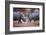Africa, Namibia. White Rhinos Fighting-Jaynes Gallery-Framed Photographic Print