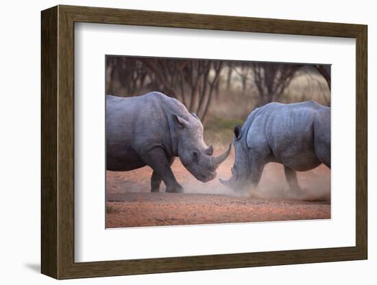 Africa, Namibia. White Rhinos Fighting-Jaynes Gallery-Framed Photographic Print