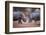 Africa, Namibia. White Rhinos Fighting-Jaynes Gallery-Framed Photographic Print