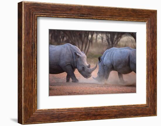 Africa, Namibia. White Rhinos Fighting-Jaynes Gallery-Framed Photographic Print