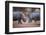 Africa, Namibia. White Rhinos Fighting-Jaynes Gallery-Framed Photographic Print