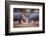 Africa, Namibia. White Rhinos Fighting-Jaynes Gallery-Framed Photographic Print