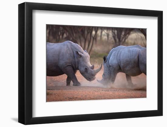 Africa, Namibia. White Rhinos Fighting-Jaynes Gallery-Framed Photographic Print