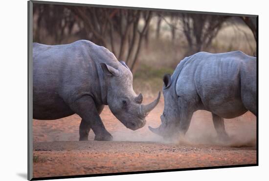 Africa, Namibia. White Rhinos Fighting-Jaynes Gallery-Mounted Photographic Print