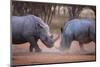 Africa, Namibia. White Rhinos Fighting-Jaynes Gallery-Mounted Photographic Print