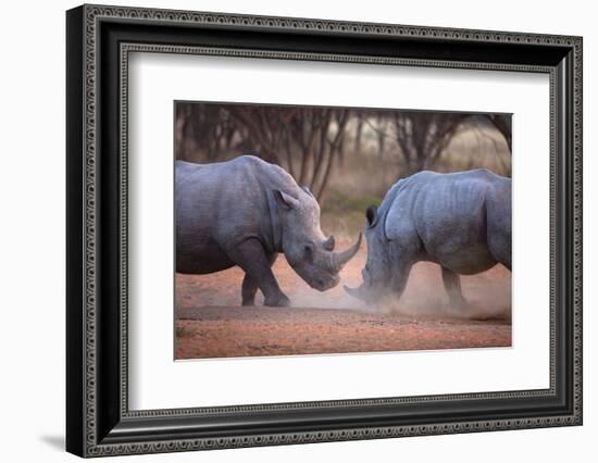 Africa, Namibia. White Rhinos Fighting-Jaynes Gallery-Framed Photographic Print