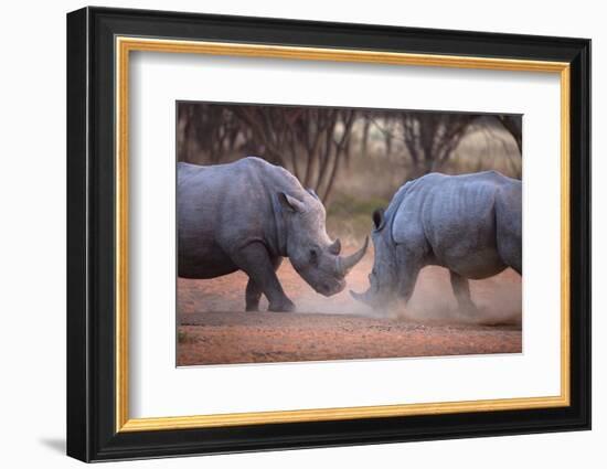 Africa, Namibia. White Rhinos Fighting-Jaynes Gallery-Framed Photographic Print