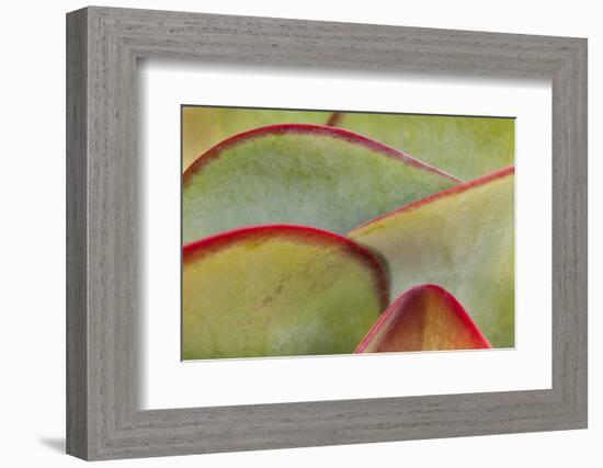 Africa, Namibia, Windhoek. Close Up of Succulent Leaves-Jaynes Gallery-Framed Photographic Print