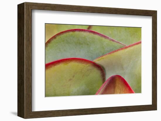 Africa, Namibia, Windhoek. Close Up of Succulent Leaves-Jaynes Gallery-Framed Photographic Print