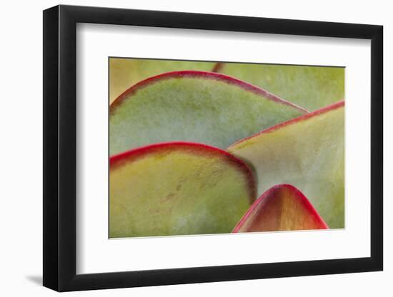 Africa, Namibia, Windhoek. Close Up of Succulent Leaves-Jaynes Gallery-Framed Photographic Print