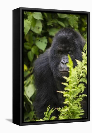 Africa. Rwanda. Female mountain gorilla at Volcanoes National Park.-Ralph H^ Bendjebar-Framed Premier Image Canvas